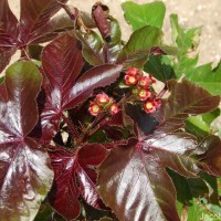 Jatropha gossypiifolia L.